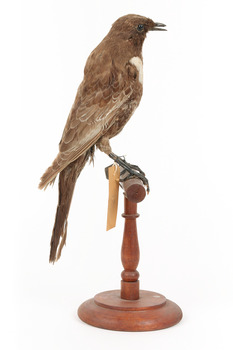 Ring Ouzel standing on a wooden perch facing forward