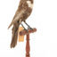Ring Ouzel standing on a wooden perch facing forward