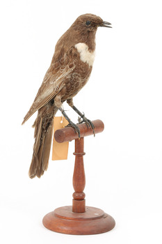 Ring Ouzel standing on a wooden perch facing forward