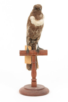 Ring Ouzel standing on a wooden perch facing forward