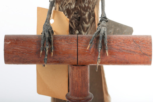 Ring Ouzel standing on a wooden perch facing forward