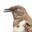 Ring Ouzel standing on a wooden perch facing forward