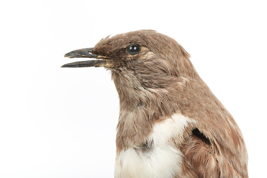 Ring Ouzel standing on a wooden perch facing forward