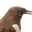 Ring Ouzel standing on a wooden perch facing forward