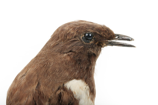Ring Ouzel standing on a wooden perch facing forward