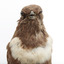 Ring Ouzel standing on a wooden perch facing forward