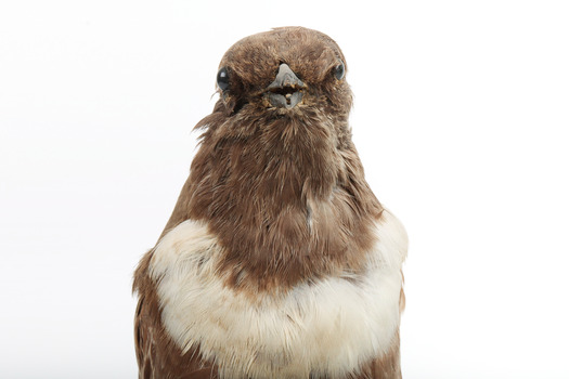 Ring Ouzel standing on a wooden perch facing forward