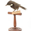 Eastern Whipbird standing on a wooden perch facing forward