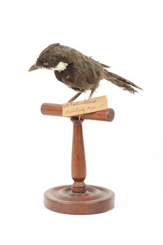 Eastern Whipbird standing on a wooden perch facing forward