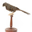 Eastern Whipbird standing on a wooden perch facing forward