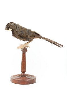 Eastern Whipbird standing on a wooden perch facing forward