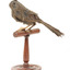 Eastern Whipbird standing on a wooden perch facing forward