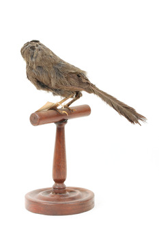 Eastern Whipbird standing on a wooden perch facing forward
