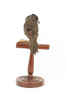 Eastern Whipbird standing on a wooden perch facing forward
