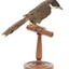 Eastern Whipbird standing on a wooden perch facing forward