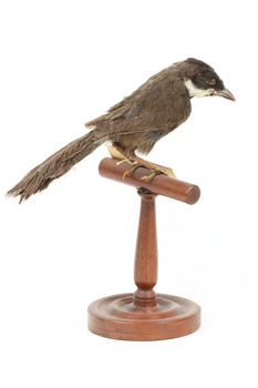 Eastern Whipbird standing on a wooden perch facing forward
