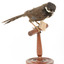 Eastern Whipbird standing on a wooden perch facing forward