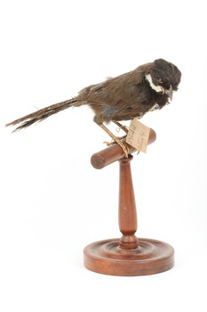Eastern Whipbird standing on a wooden perch facing forward
