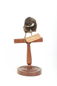 Eastern Whipbird standing on a wooden perch facing forward