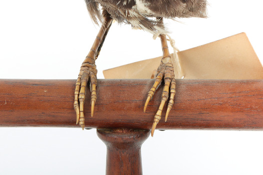 Eastern Whipbird standing on a wooden perch facing forward