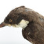 Eastern Whipbird standing on a wooden perch facing forward