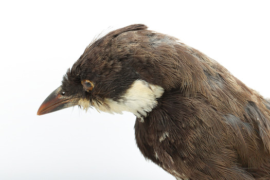 Eastern Whipbird standing on a wooden perch facing forward
