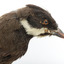 Eastern Whipbird standing on a wooden perch facing forward