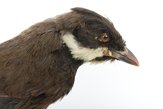 Eastern Whipbird standing on a wooden perch facing forward