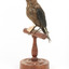 Taxidermy Dusky Woodswallow specimen standing on a wooden mount looking forward