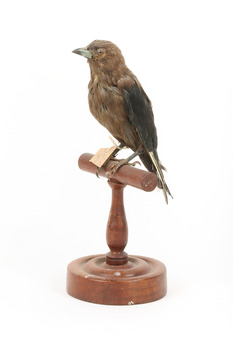 Taxidermy Dusky Woodswallow specimen standing on a wooden mount looking forward