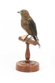 Taxidermy Dusky Woodswallow specimen standing on a wooden mount looking forward