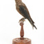 Taxidermy Dusky Woodswallow specimen standing on a wooden mount looking forward