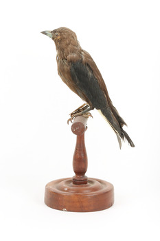 Taxidermy Dusky Woodswallow specimen standing on a wooden mount looking forward