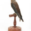 Taxidermy Dusky Woodswallow specimen standing on a wooden mount looking forward