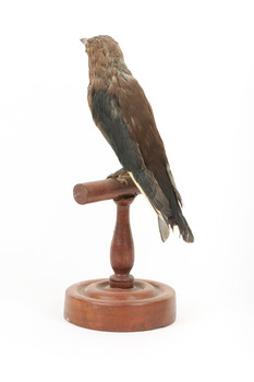 Taxidermy Dusky Woodswallow specimen standing on a wooden mount looking forward