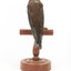 Taxidermy Dusky Woodswallow specimen standing on a wooden mount looking forward