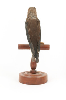 Taxidermy Dusky Woodswallow specimen standing on a wooden mount looking forward