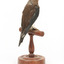 Taxidermy Dusky Woodswallow specimen standing on a wooden mount looking forward
