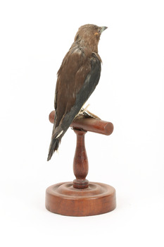 Taxidermy Dusky Woodswallow specimen standing on a wooden mount looking forward