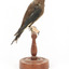 Taxidermy Dusky Woodswallow specimen standing on a wooden mount looking forward