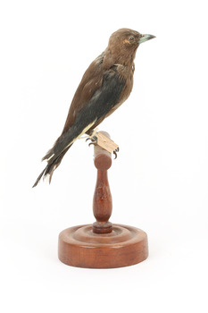 Taxidermy Dusky Woodswallow specimen standing on a wooden mount looking forward