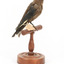 Taxidermy Dusky Woodswallow specimen standing on a wooden mount looking forward