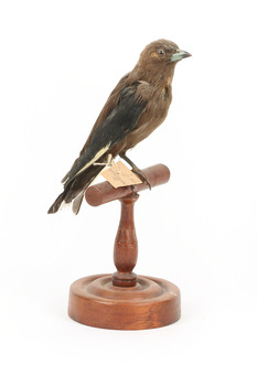 Taxidermy Dusky Woodswallow specimen standing on a wooden mount looking forward