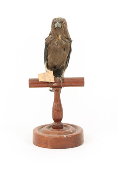 Taxidermy Dusky Woodswallow specimen standing on a wooden mount looking forward
