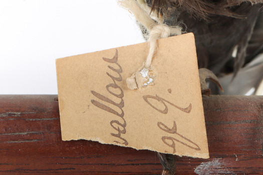 Taxidermy Dusky Woodswallow specimen standing on a wooden mount looking forward