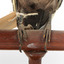 Taxidermy Dusky Woodswallow specimen standing on a wooden mount looking forward