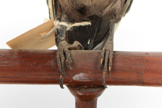 Taxidermy Dusky Woodswallow specimen standing on a wooden mount looking forward