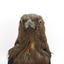 Taxidermy Dusky Woodswallow specimen standing on a wooden mount looking forward