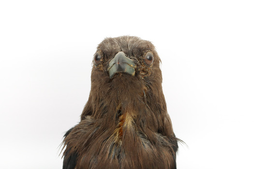 Taxidermy Dusky Woodswallow specimen standing on a wooden mount looking forward