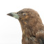 Taxidermy Dusky Woodswallow specimen standing on a wooden mount looking forward